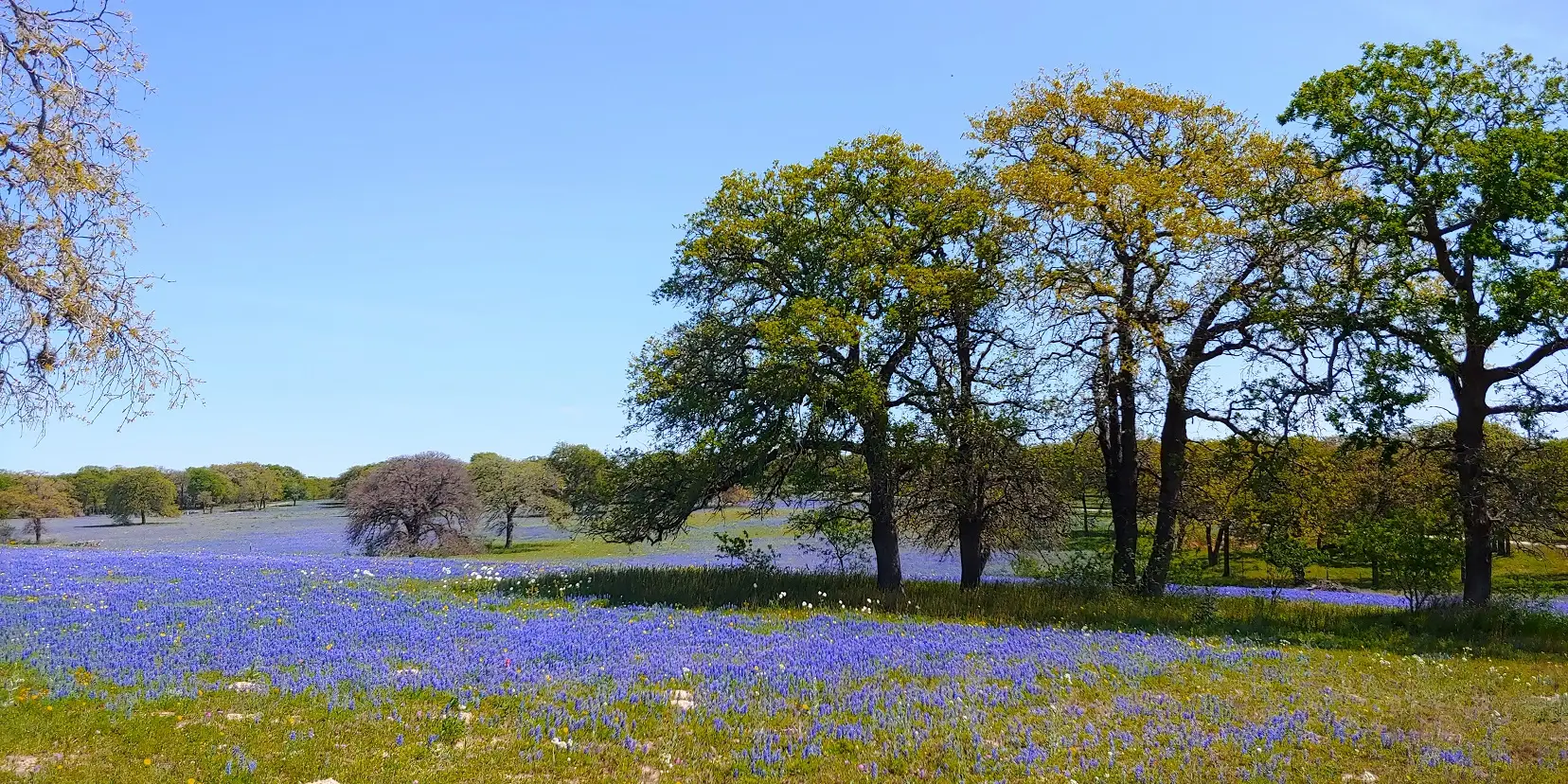Wilson County fluebonnets c 2022